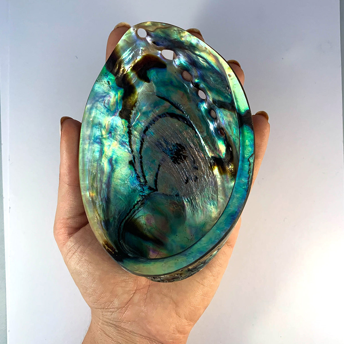 Coquille Abalone Ormeau naturelle XL 16-18 cm