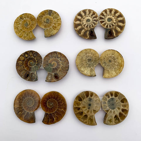 Ammonite paire