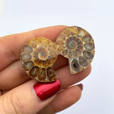 Ammonite paire