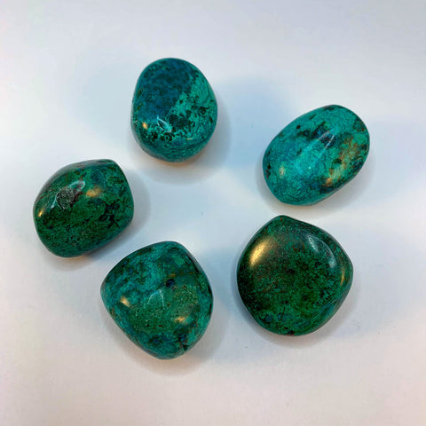 Chrysocolle roulée - Taille 1