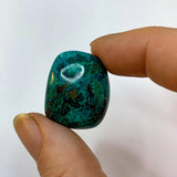 Chrysocolle roulée - Taille 1