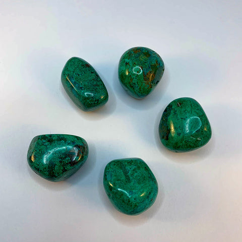 Chrysocolle roulée - Taille 2