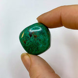 Chrysocolle roulée - Taille 2